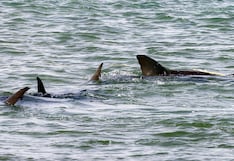 El impresionante radar oculto de los tiburones: así detectan huracanes antes de que lleguen