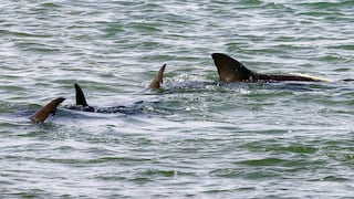 El impresionante radar oculto de los tiburones: así detectan huracanes antes de que lleguen
