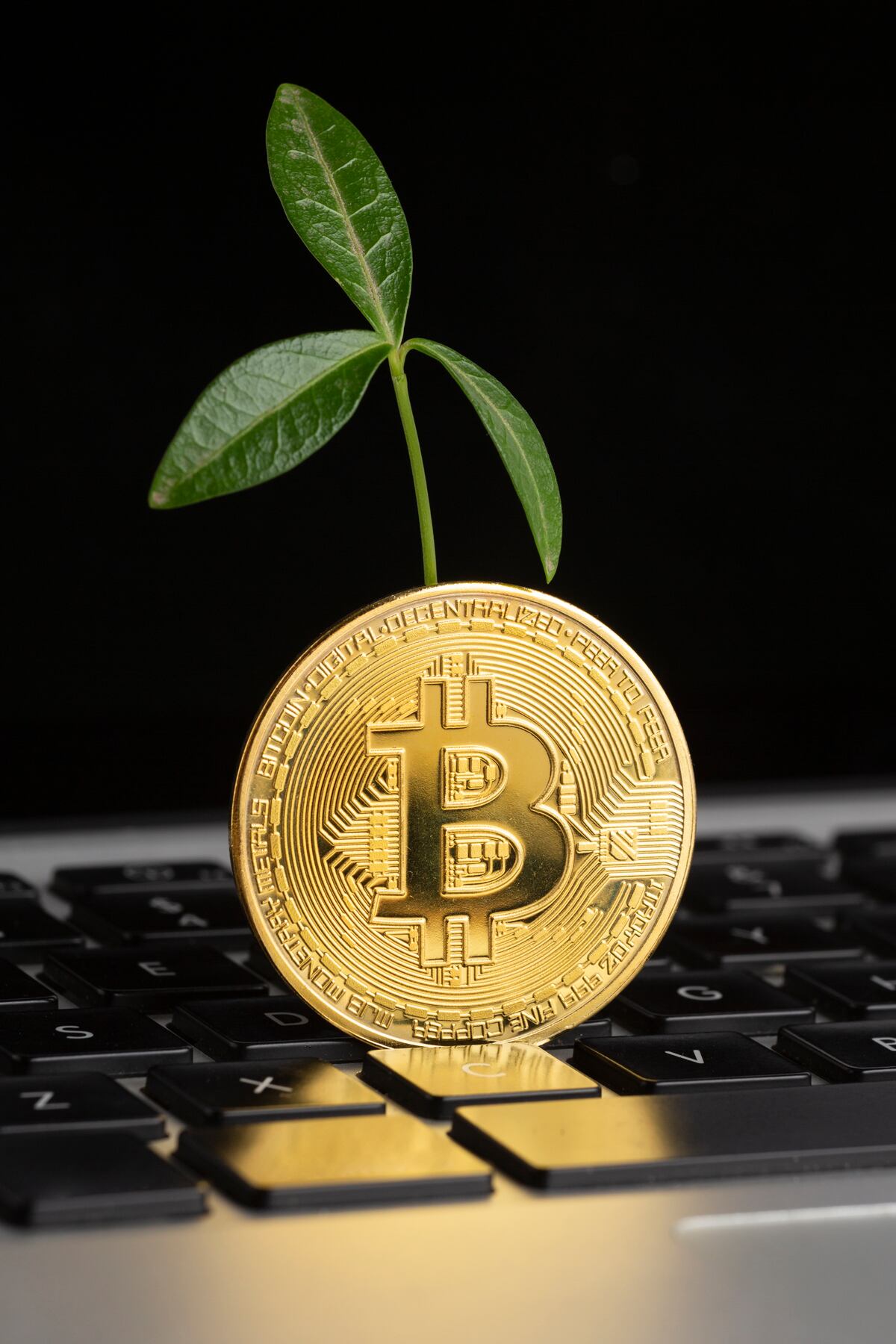 No se siembra en la tierra, pero el Bitcoin ha crecido tan alto como un árbol (Foto: Freepik)