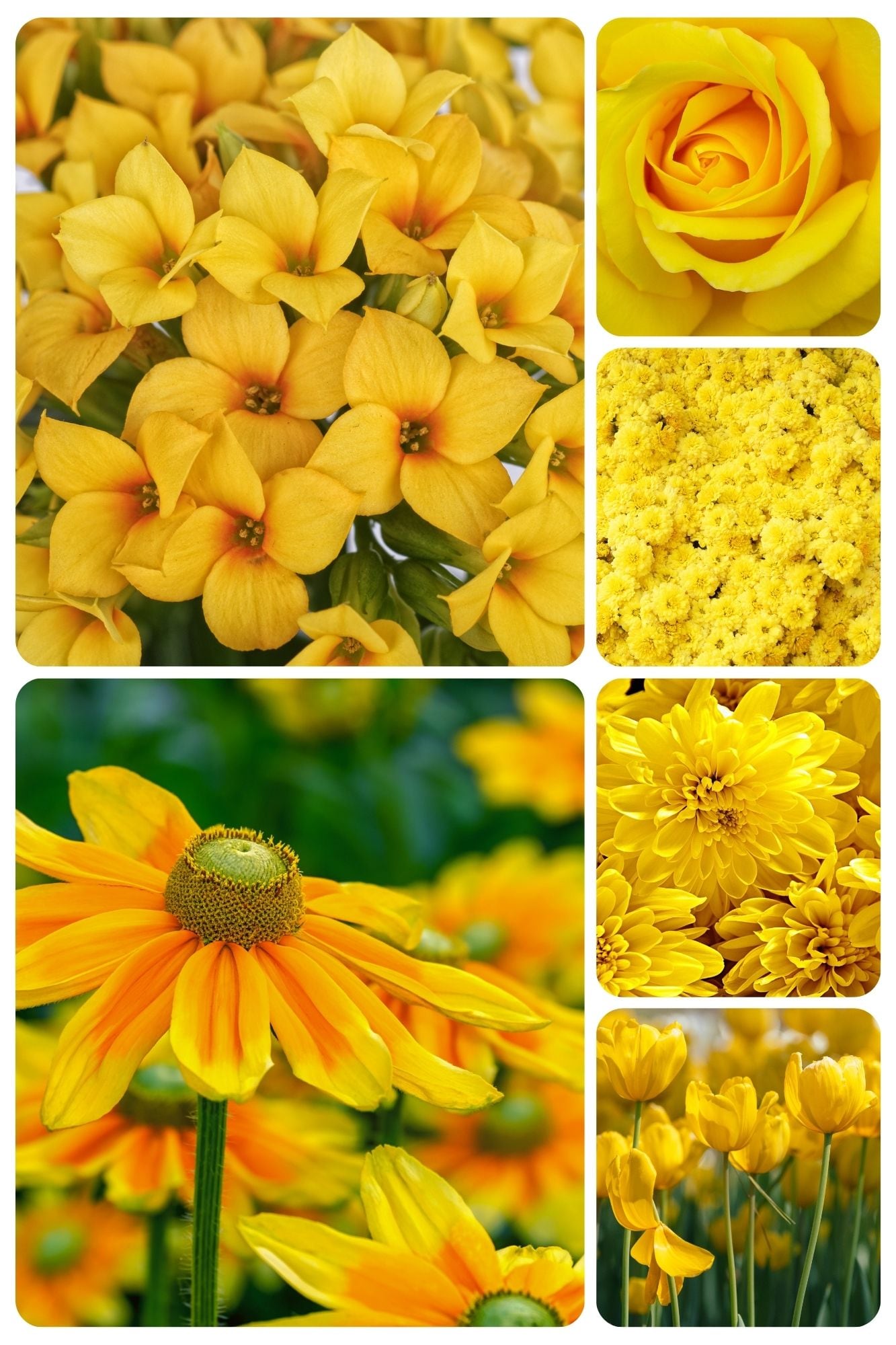 Este sábado 21 de marzo inicia la primavera en México y Estados Unidos, una fecha donde muchas personas regalarán flores amarillas a sus parejas (Foto: Canva.com)