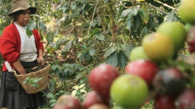 Exportaciones de café suben en primer trimestre pero producción caería el 2014