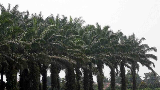 Palma aceitera le gana terreno a la ganadería en la selva y crece 20% al año