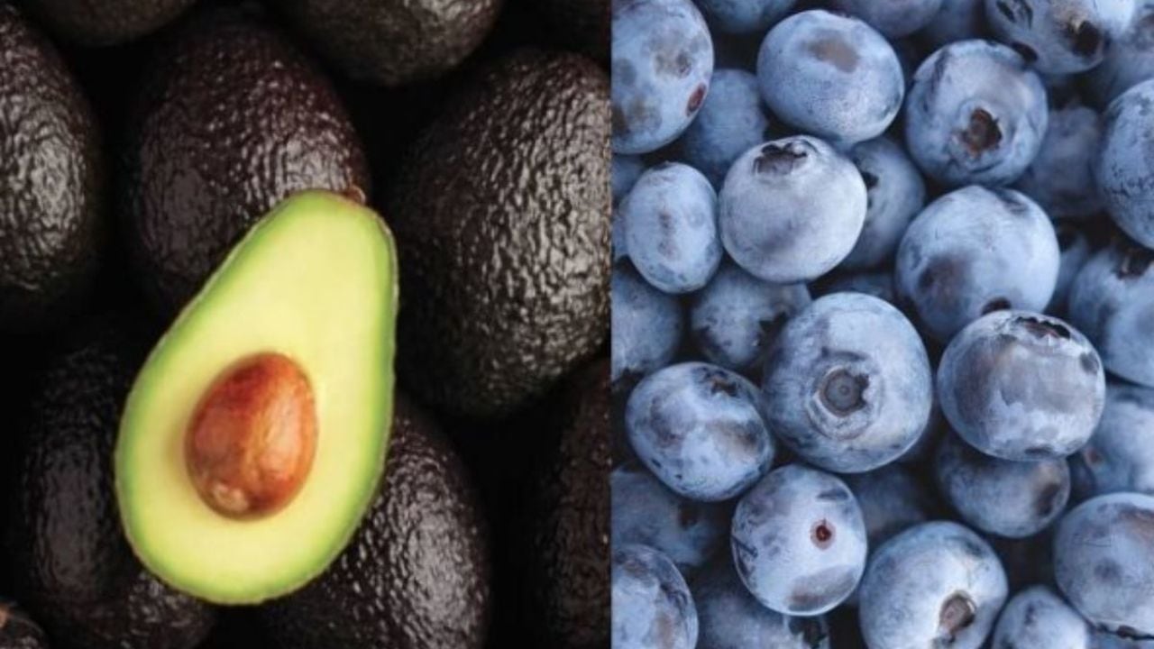 Mientras Cerro Prieto impulsa el recambio varietal de arándanos para ganar productividad y mercados, la palta se mantiene bajo evaluación ante posibles impactos del clima en la próxima campaña. Foto: Andina