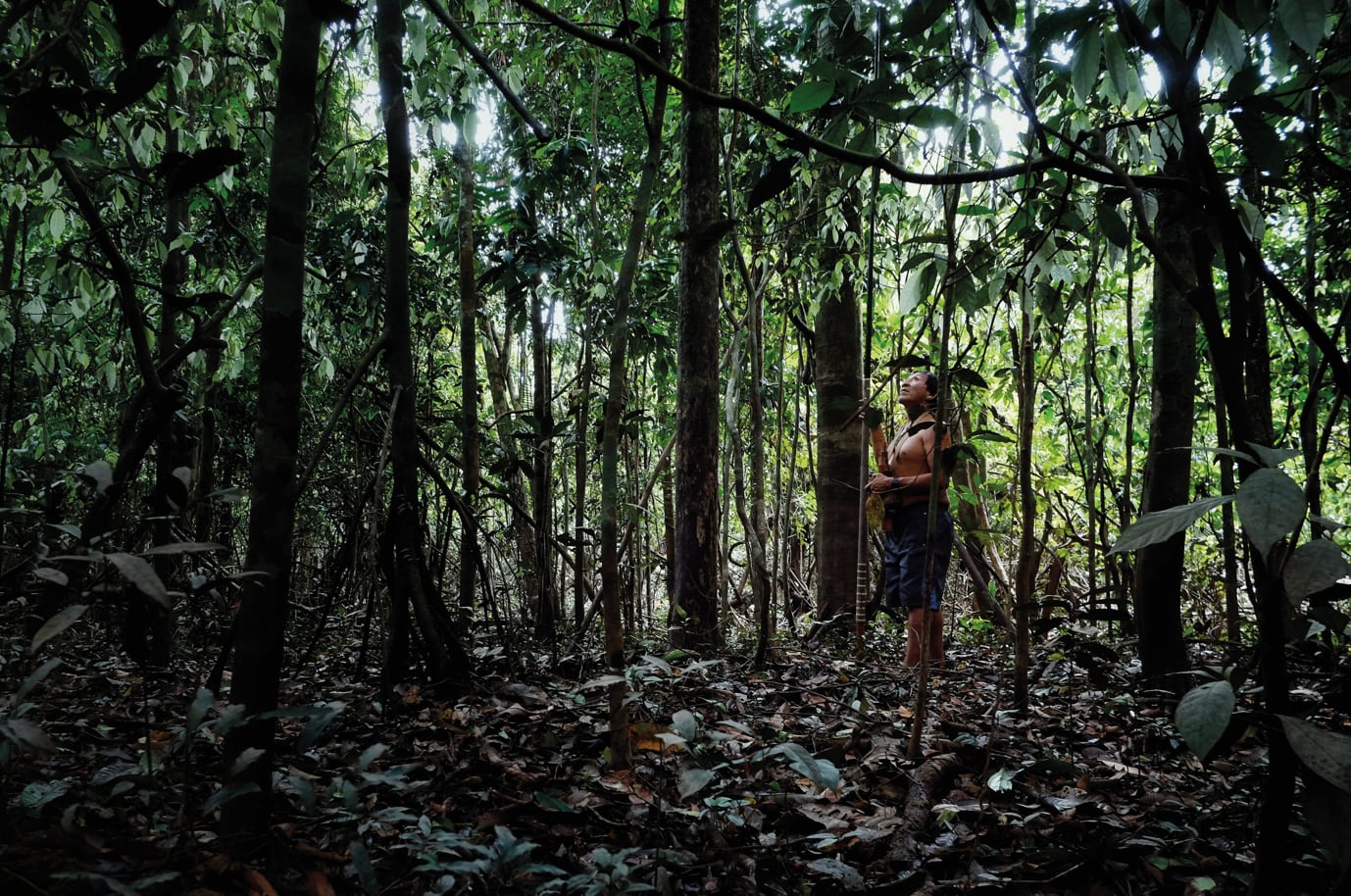 Exportaciones amazónicas como cacao, café y aceite de palma podrían llenar de carga a Chancay. (Foto: cortesía de Cechap)