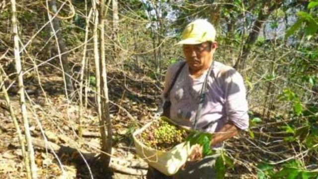 Agrobanco continuará atendiendo solicitudes para refinanciar deudas de cafeteros