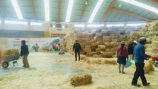 Arequipa: entregan alimento suplementario para ganado ante déficit hídrico