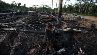 Alemania recorta en US$ 39 millones fondos para preservación de selva amazónica en Brasil