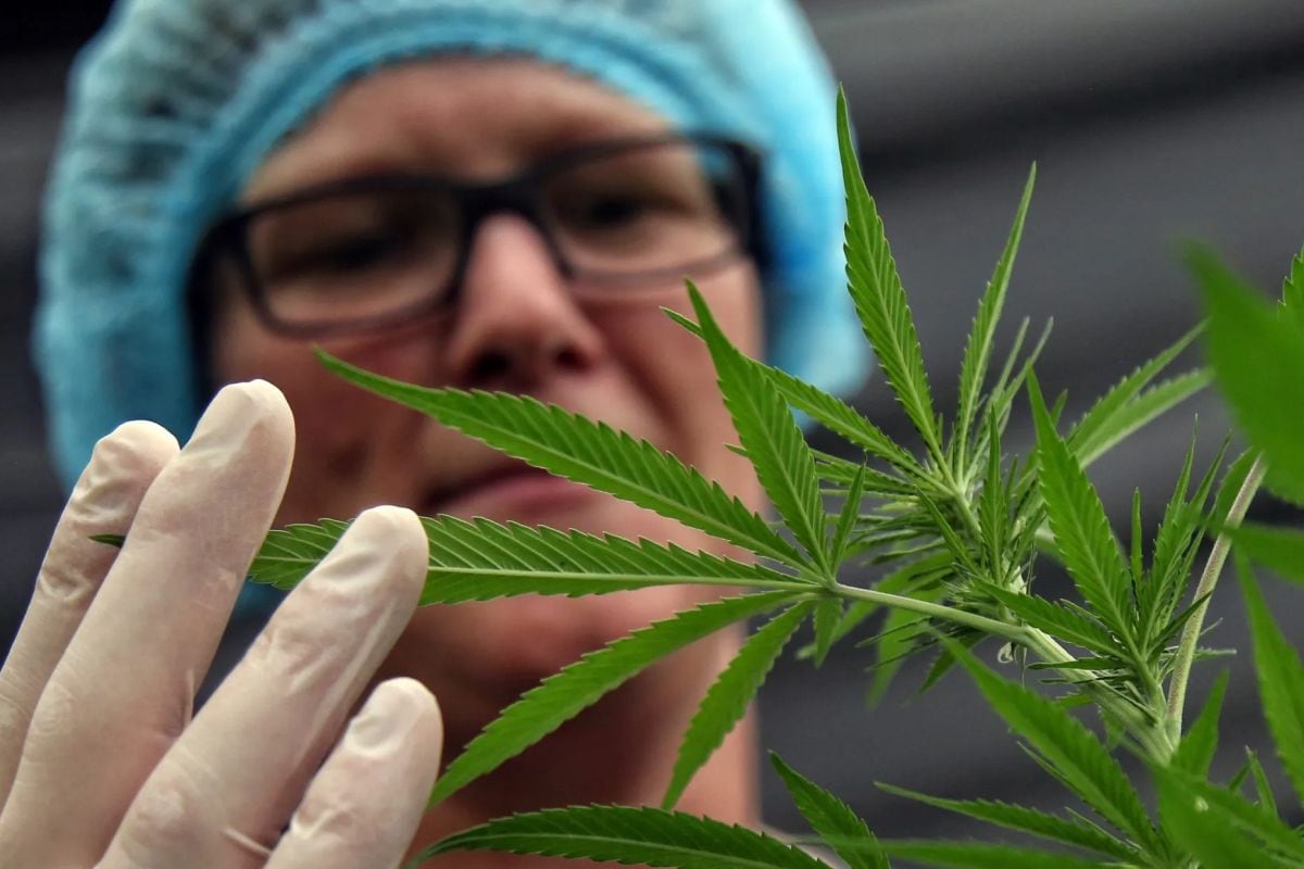 En Nueva York es legal la venta de cannabis, siguiendo algunas directrices estatales (Foto: EFE)