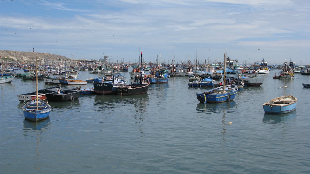 El Niño causa gran caída en pesca de anchoveta en Perú y eleva capturas de calamar gigante