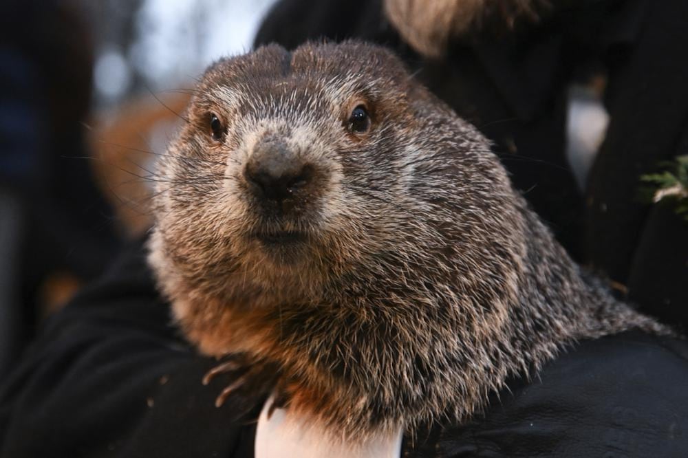 AJ Dereume sostiene a Punxsutawney Phil, la marmota que pronostica el clima, durante la celebración número 136 del Día de la Marmota en Gobbler's Knob, Estados Unidos. (Foto AP/Barry Reeger).