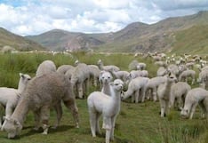 Midagri: Perú exportó fibra de alpaca por más de US$ 93 millones en el 2022