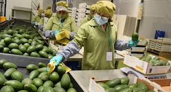 Palta peruana quiere conquistar más hogares en el mundo, pero clima podría jugar en contra