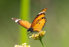 El significado espiritual de las mariposas para tu desarrollo personal