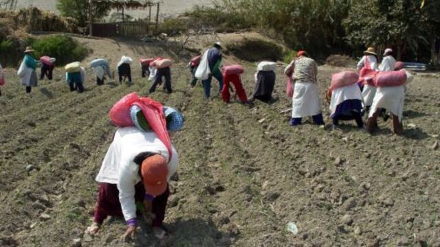 Producción agrícola cayó 0.1% en primer bimestre del 2014, reportó el Minagri