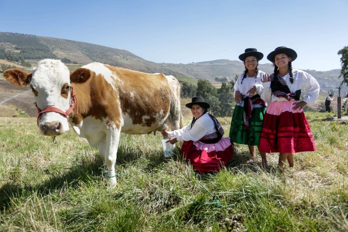 La mayor producción de pollo, porcino y leche impulsó el crecimiento del subsector pecuario en mayo. Foto: Midagri.