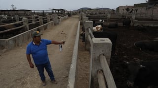Incremento del Impuesto a la Renta en el 2023 para las empresas agropecuarias: qué medidas tomar