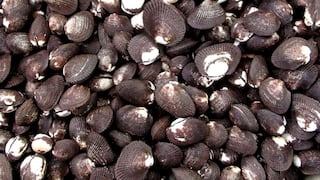 Conchas negras: Produce anuncia veda reproductiva a partir del 15 de febrero