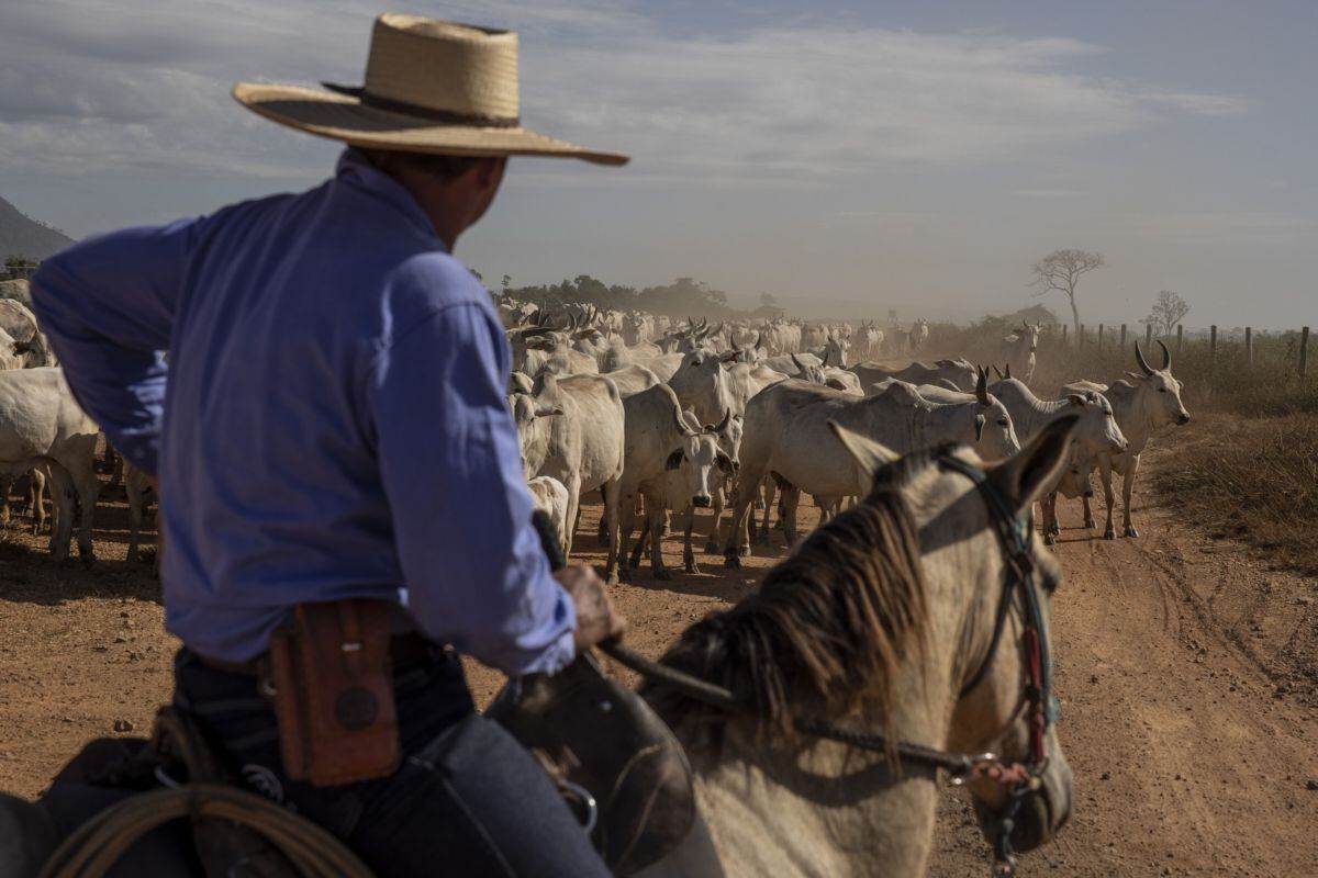 Arreando el crecimiento. Las industrias agrícolas de Brasil aumentaron su participación en el PBI brasileño