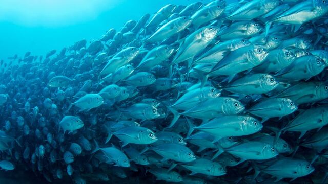 Poblaciones de peces migratorios ha descendido el 81% desde 1970, según un estudio