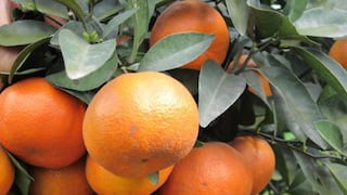 Entre EE.UU. y El Niño: Agrifruits redibuja el mapa de la mandarina peruana