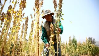 Minagri: Perú aspira a ser el primer productor y exportador de quinua a fines del 2014