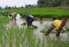 Productores de arroz ahora van por ‘chacras altas’ ante mejores expectativas del precio