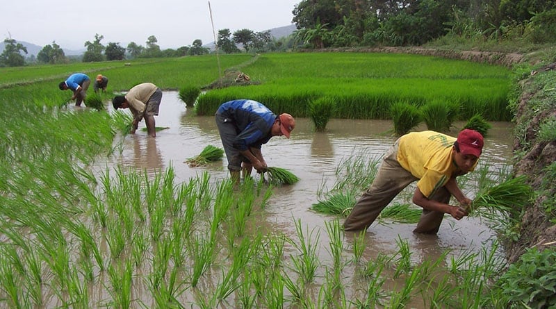 Cultivo de arroz: proyecciones para este año.