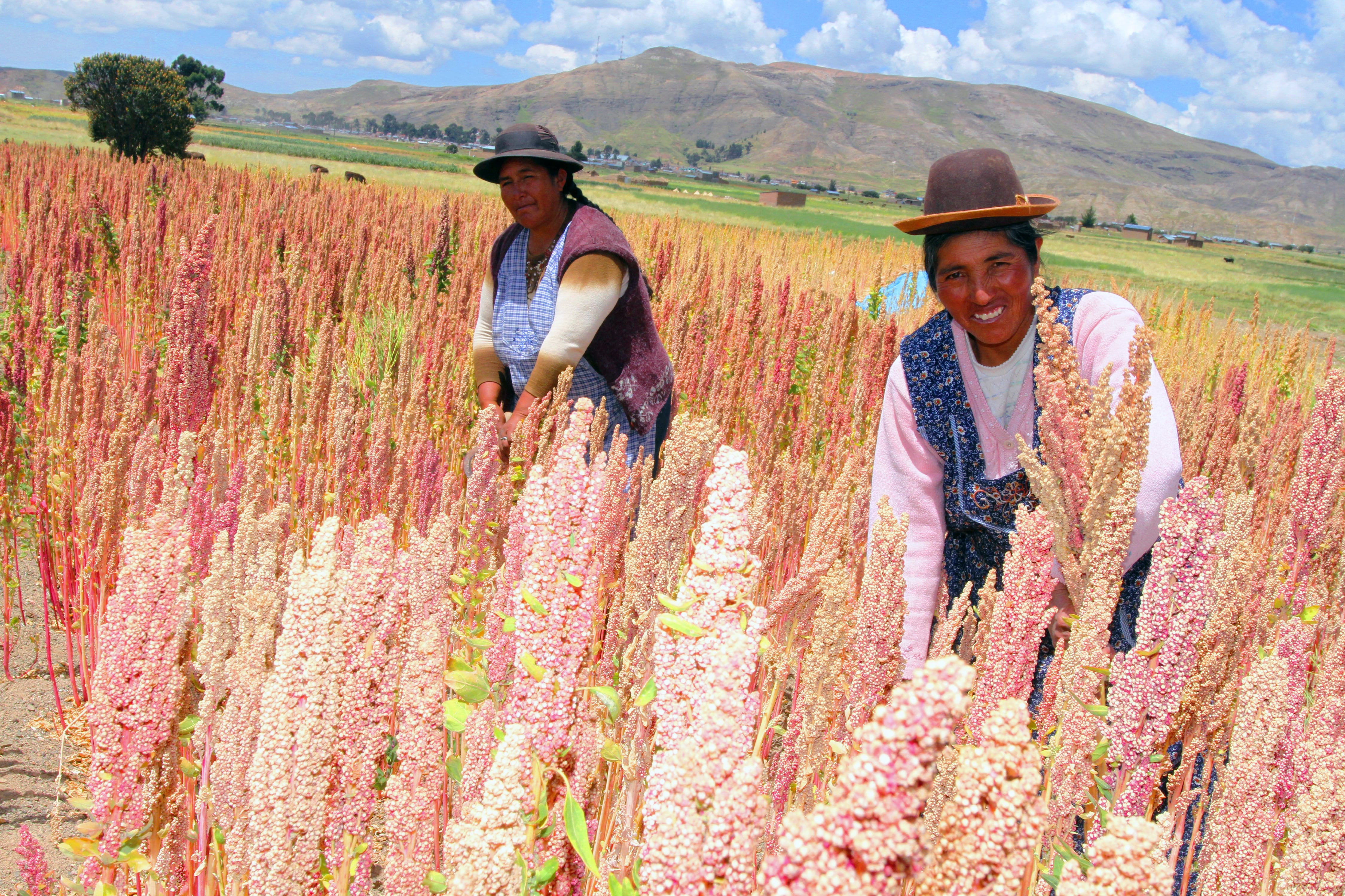 Comercio agrícola entre Perú y Francia continúa con normalidad, informa SENASA | Foto: Senasa