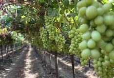 Premium Choice Global cuadruplica exportación de uva peruana y entra a Europa