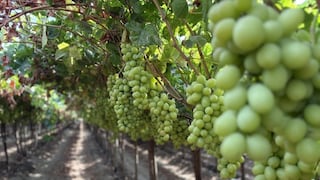 Premium Choice Global cuadruplica exportación de uva peruana y entra a Europa