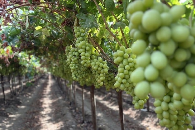 La campaña peruana de uva de mesa 2025/2026 se acerca a su cierre con mercados internacionales estables. (Foto: Premium Choice Global).