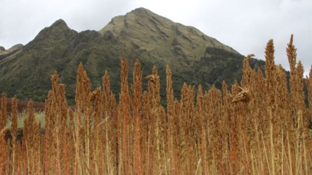Producción de quinua crece en 135% impulsada por cultivos en Arequipa, Puno y Ayacucho