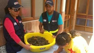 Produce decomisó 15 kilos de camarón de río en Arequipa