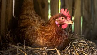 Las gallinas se sonrojan según sus emociones, apunta un estudio