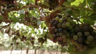 Chile combate la polilla de la uva con nanotecnología