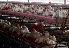 Argentina detecta brote de gripe aviar y suspende exportaciones del sector