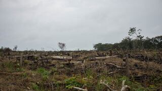 Sudamérica sigue deforestando, pero más lentamente, según la FAO