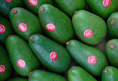 Exportadores de palta apuntan a que EE.UU. reciba 25% de los despachos