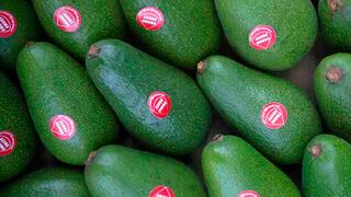 Exportadores de palta apuntan a que EE.UU. reciba 25% de los despachos