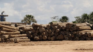 Entre la legalidad y la tala ilegal: el balance forestal del Perú en 2025