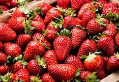 EE.UU. es el primer comprador de fresa peruana, ¿quiénes siguen en la lista?