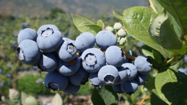 Exportaciones de blueberry crecieron cerca de 270% en los últimos cinco años, según CCL