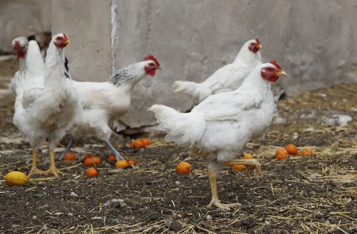 Uruguay declaró una nueva emergencia sanitaria por influenza aviar H5 de alta patogenicidad tras un caso detectado en aves de traspatio en Colonia. Foto: EFE.