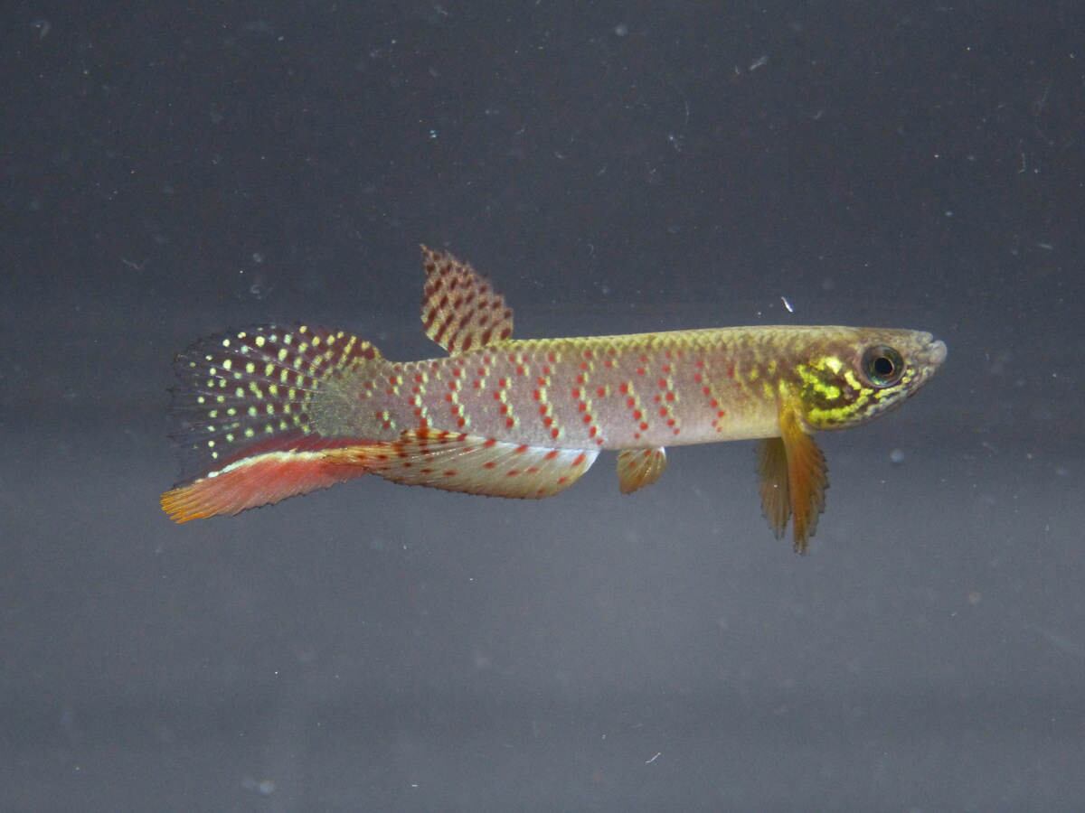 BOL01 SANTA CRUZ (BOLIVIA) 14/07/2023.- Fotografía sin fechar cedida por Heinz Arno Drawert, que muestra un pez que puede sobrevivir fuera del agua. Una nueva especie de pez fue descubierta en Bolivia por el investigador Heinz Arno Drawert y es considerado muy "especial" por su capacidad de salirse voluntariamente del agua, estar por horas en la intemperie y cambiar su forma de respirar a una dérmica como la de los anfibios. EFE/Heinz Arno Drawert/ SOLO USO EDITORIAL /SOLO DISPONIBLE PARA ILUSTRAR LA NOTICIA QUE ACOMPAÑA (CRÉDITO OBLIGATORIO)