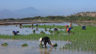 Piura: Más de 8,000 hectáreas de cultivos se han perdido por inundaciones