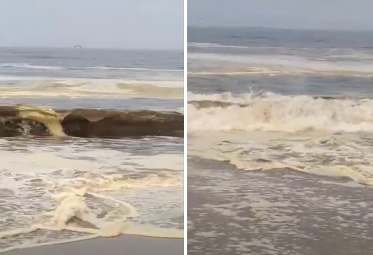 Alertan presencia de marea roja en playas del sur chico (Foto: Proyecto Tadeo)