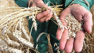 Productores de trigo podrían beneficiarse en guerra de sorbetes