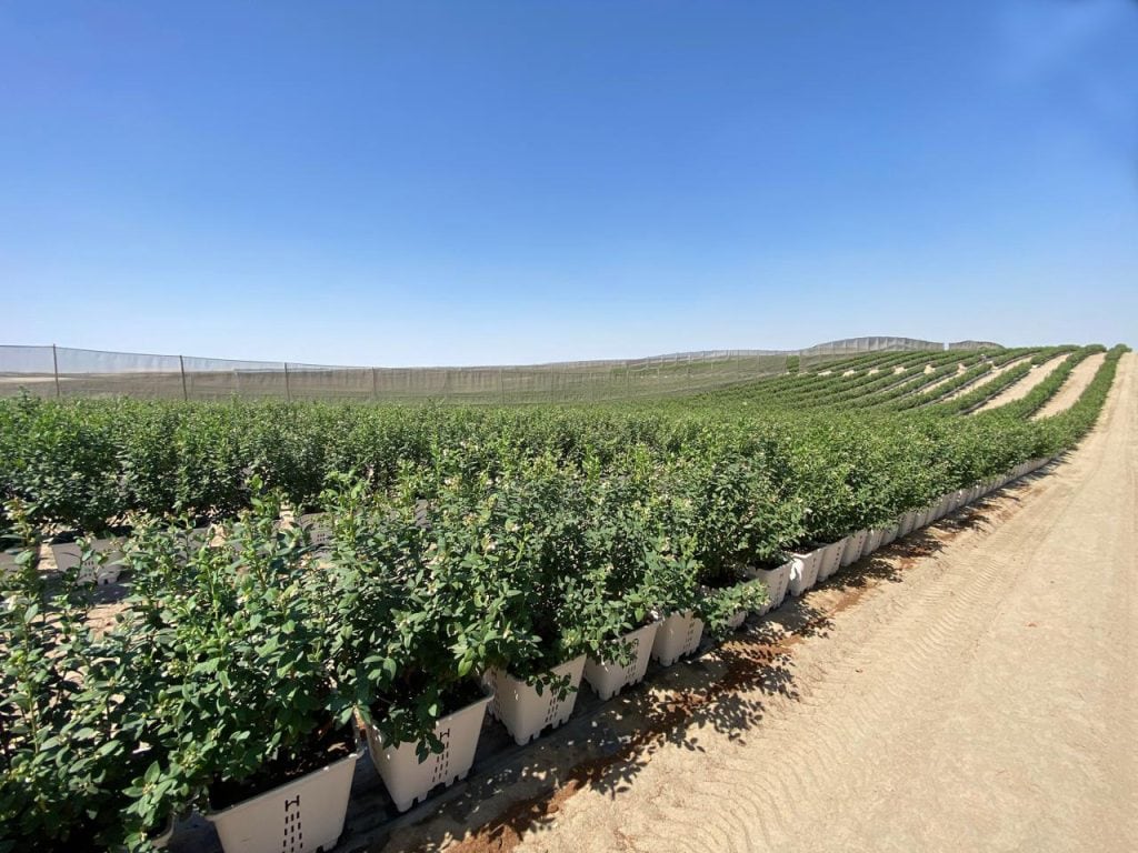 La empresa prevé que la mayor parte de la producción abastezca a sus socios minoristas en América y Europa, con envíos estratégicos a Oriente Medio y Asia durante los picos de demanda.