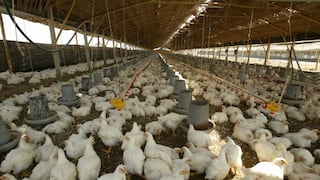 Más de 1,500 granjas avícolas en Perú refuerzan protocolo para detener influenza aviar