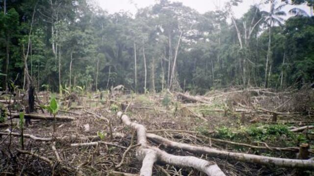 MEF autoriza transferir S/. 1.72 millones a gobiernos regionales para control de tala ilegal